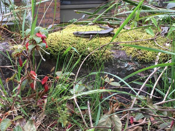 <strong>Water skink and kennedia by Eve Kavanagh</strong>