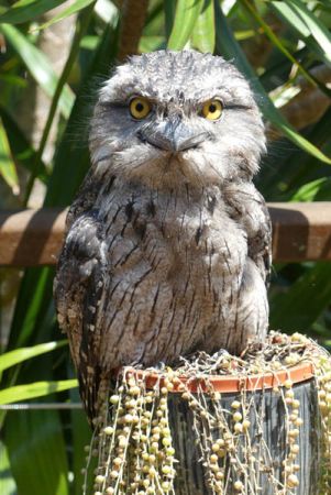 Tawny Frogmouth in a pot plant by Richard Shields