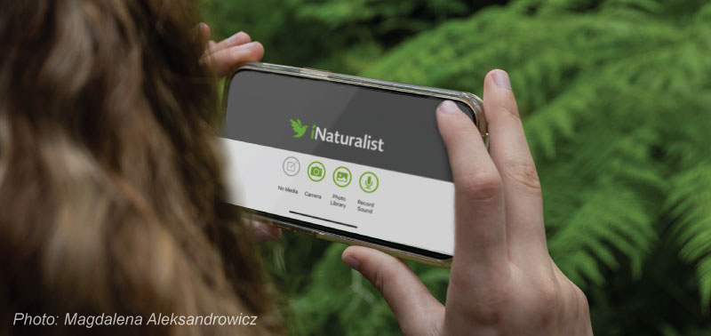 iNaturalist