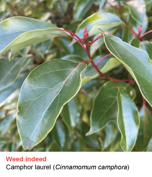 camphor laurel