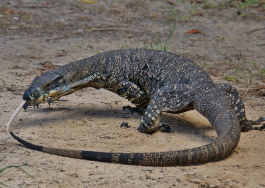 goanna with tail in mouth