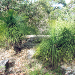 Native plants in bushland