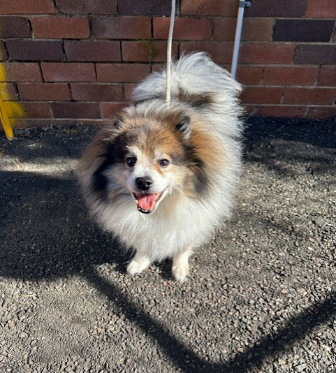 pomerian