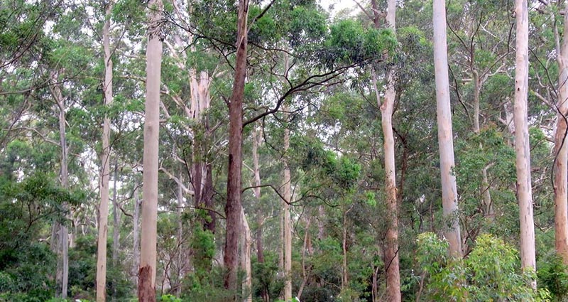 Sydney Turpentine Ironbark Forest