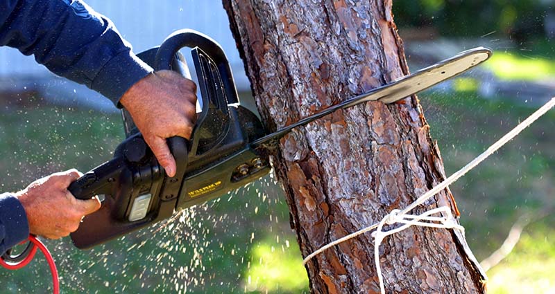 tree-pruning