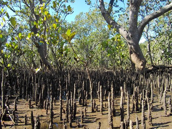 <strong>© Ana Rubio – Coming out for air</strong><br>Few plants can live in salty and fresh environments but to do this they need some special adaptations/features. Dig below the surface where mangrove live and you will find smelly black mud a sign of anoxic sediment (i.e.sediment that is depleted of oxygen) but plant roots need oxygen to thrive. Grey mangroves, like the ones you can find in the Hawkesbury, have solved this problem by developing snorkels. These lateral roots that grow upwards out of the sediment are called pneumatophores and they play a number of roles in the biology of mangroves allowing them to tolerate broad ranges of salinity, temperature and soil moisture. I am fascinated by the strategies that mangroves have developed in addition to the incredible important role they play in our waterways offering habitat for juvenile fish and prawns as well as establishing natural structures in the foreshore protecting from erosion.
