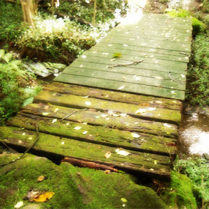 Three streams bushwalk_photo Jemma Williams