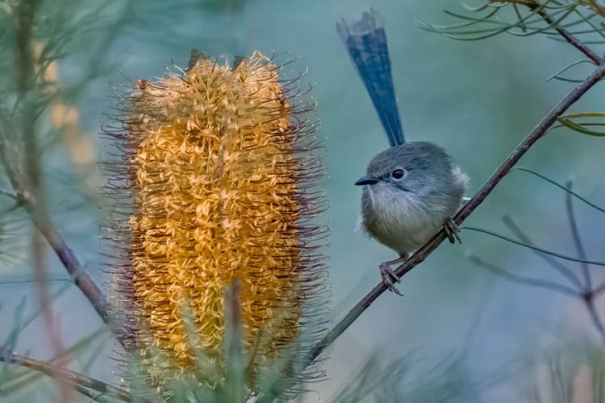 Banksia and variegated fairywren by Marie Kobler