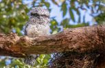 Tawny frogmouth chick, Appletree Park by Marie Kobler