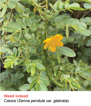 cassia
