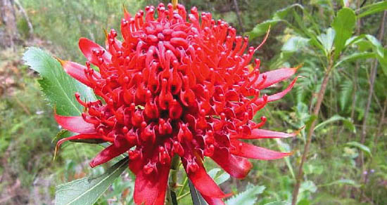 waratah
