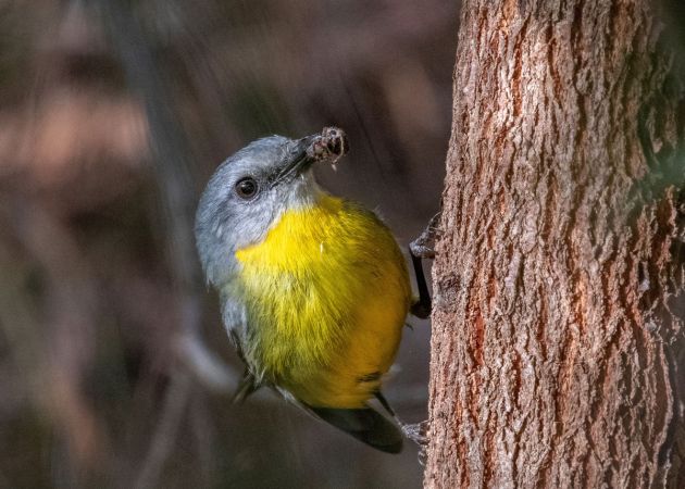 <strong>Equal Third © Marie Kobler – Eastern Yellow Robin</strong><br>This photograph always makes me smile because the Eastern Yellow Robin was in good light and looks so pleased with its spidery meal. Eastern yellow robins often perch on the side of tree trunks, about a metre off the ground, patiently waiting for their prey to appear. This robin on the firetrails at Cherrybrook seemed quite happy to show me its catch. 