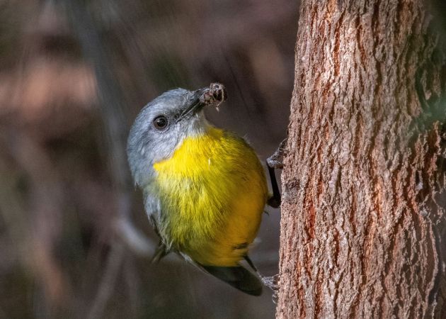 <strong>Equal Third © Marie Kobler – Eastern Yellow Robin</strong><br>This photograph always makes me smile because the Eastern Yellow Robin was in good light and looks so pleased with its spidery meal. Eastern yellow robins often perch on the side of tree trunks, about a metre off the ground, patiently waiting for their prey to appear. This robin on the firetrails at Cherrybrook seemed quite happy to show me its catch.