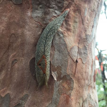 <strong>© Dayani Powter – Diamond Slug</strong><br>While slowly walking along the track, I noticed the tree before the slug, it took me by surprise - it was Big but camouflaged well at a glance.