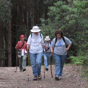 bushwalkers on the Blue Gum track