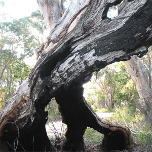 Deep Bay Creek bushwalk_photo John Porter