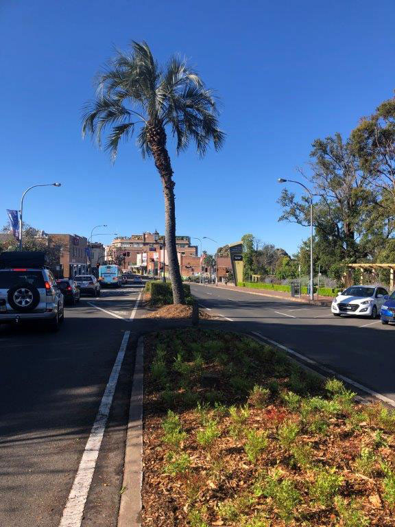 median strip with palm tree