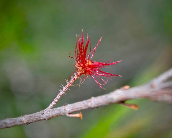 <strong>Fluffy Flower (Allocasuarina littoralis) by Danny Burkhardt</strong>