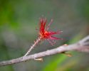 <strong>Fluffy Flower (Allocasuarina littoralis) by Danny Burkhardt</strong>