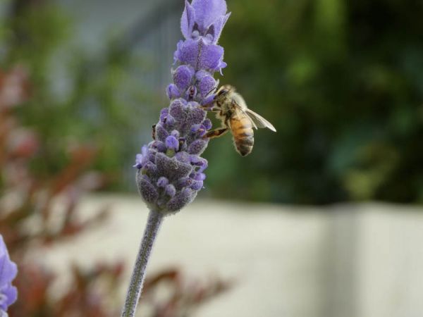 <strong>Foraging Honey Bee by Violet Lamey</strong>