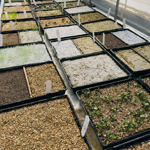 Native Plant Giveaways