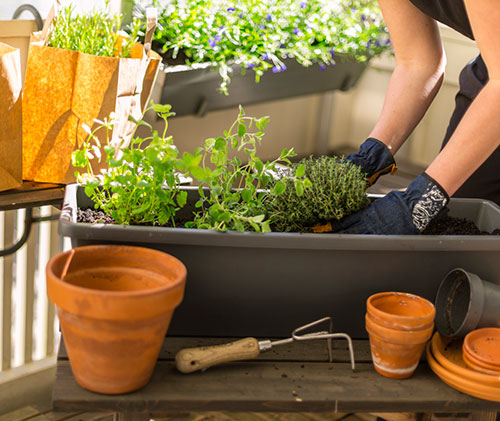 hands putting plants in pot