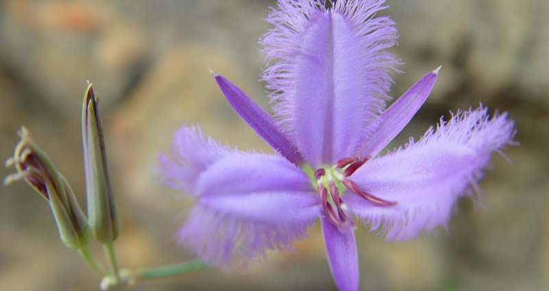 native garden