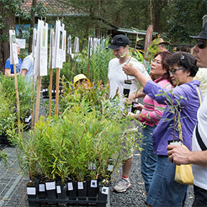 Native plant giveaway