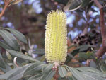 Coast Banksia