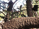 Old Man Banksia