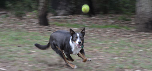 Dog running in off leash area