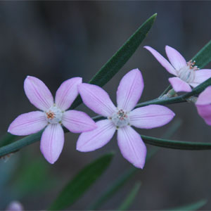 Appletree Bay bushwalk_photo Steve Pym