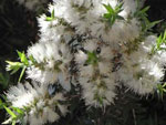 Prickly Leaved Paperbark