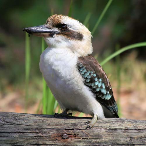 Laughing kookaburra - Ed Williams