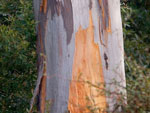 Eucalyptus Punctata