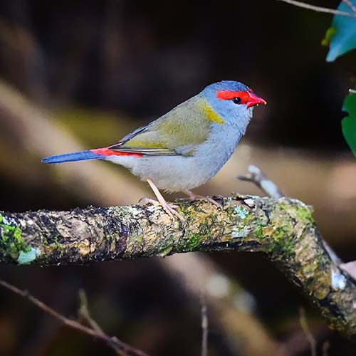 finch