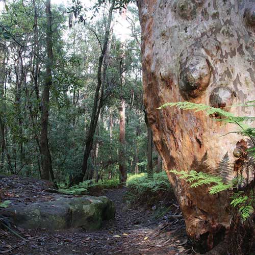 Sydney red gum