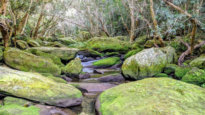 <strong>Mossy Rocks – Lyrebird Gully by Geoff Weller 2021</strong><p>The Berowra Valley walking trails pass through some gorgeous bushland and this year gave the opportunity to spend more time discovering the area. Walking on the Benowie Track along Lyrebird Gully I was struck by how green this section of the watercourse was, contrasting with the hotter and drier sections higher along the track. With this image I wanted to capture the stunning green brightness of the moss-covered boulders and to convey a sense of how mystical and serene the moment felt.</p>