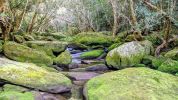 <strong>Mossy Rocks – Lyrebird Gully by Geoff Weller 2021</strong><p>The Berowra Valley walking trails pass through some gorgeous bushland and this year gave the opportunity to spend more time discovering the area. Walking on the Benowie Track along Lyrebird Gully I was struck by how green this section of the watercourse was, contrasting with the hotter and drier sections higher along the track. With this image I wanted to capture the stunning green brightness of the moss-covered boulders and to convey a sense of how mystical and serene the moment felt.</p>