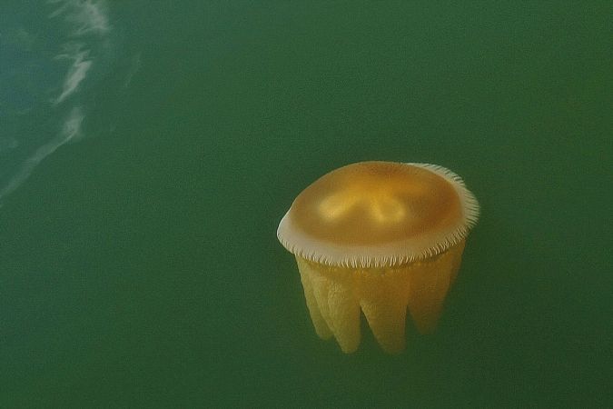 <strong>Milson's Passage by David Hooper 2021</strong><p>Thousands of jellyfish were besieging our hired runabout in the channel on the northern side of Milson’s Passage in the Hawkesbury River, like a tidal procession of alien forces, pulsating around us. So, I spent the next hour trying to get a clean photo as they swum about, with the one I present being among the clearest ones.</p>