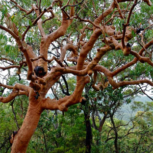 Wet Angophora (Angophora costata) by Danny Burkhardt 2016