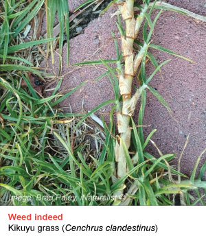kikuyu grass
