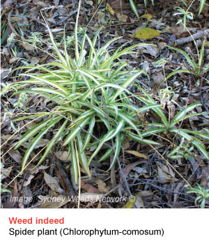 spider plant
