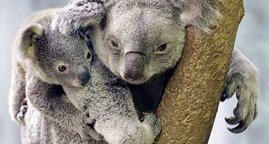 Koalas