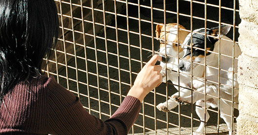 Two dogs at pound