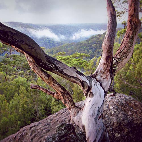 Cowan Bushland - Janie News