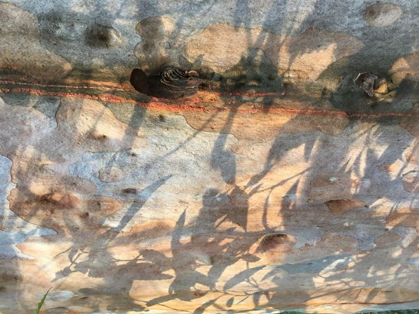 <strong>Angophora in shadows - Sue Patterson</strong><p>I love the way these shadows go from crisp edges from leaves close to the tree to soft, hazy edges from leaves further away. And all of this against the incredibly smooth bark of the tree, with the most wonderful colours and textures from different bark layers and resin. How lucky we are to live near such natural beauty in the Australian bush. Sue</p>