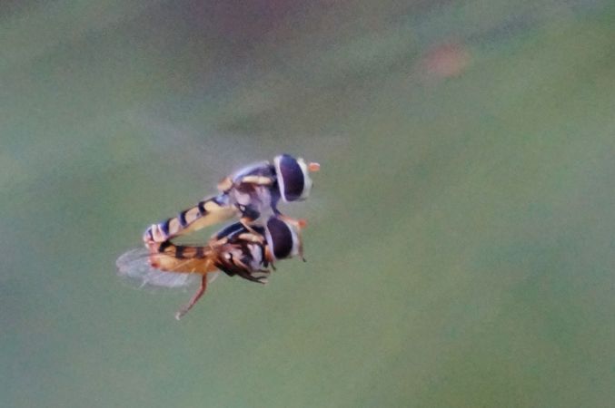 <strong>Love in Flight - David Hooper</strong><p> Is nothing sacred in intimate moments? As hover flies demonstrate ‘Nothing’ is impossible, ‘cos where there is a will, there is a way!’ David</p>