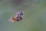 <strong>Love in Flight - David Hooper</strong><p> Is nothing sacred in intimate moments? As hover flies demonstrate ‘Nothing’ is impossible, ‘cos where there is a will, there is a way!’ David</p>