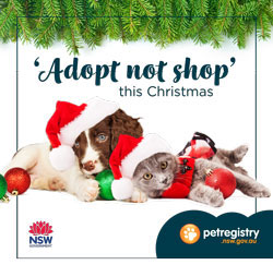 Puppy and kitten in santa hats
